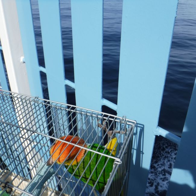 初夏になったので、またフェリーにインコと<br />荷物を乗せて<br />北海道行商旅に出ることにしました。<br /><br />今年の4月から<br />太平洋フェリーに<br />とうとうペットルームができて<br />犬以外の動物も、船内に持ち込めることになったので<br />興味津々でした。<br /><br />また、新造船きたかみ<br />が就航したので<br />なんとか、スケジュールをきたかみに乗れる日に合わせ<br />帰りだけ、新造船で帰ってきました。<br />