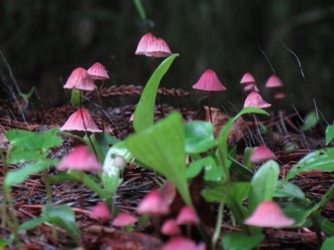 雨の季節の森<br />訪れる人は少なく<br /><br />木のつぶやきが 聞こえそうなほどの静寂<br /><br />眼を凝らせば<br />ジブリの世界のような<br />命溢れる 夢の光景が広がっている