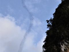コウモリの群舞　グヌン・ムル国立公園