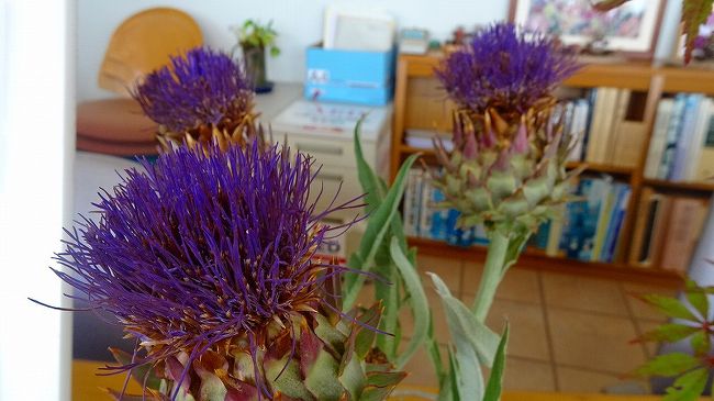 その3からの続きです。<br /><br />写真は、館内の花瓶に展示されていたアーティチョークの花。<br /><br />早速、事務所に入っていき、どこに咲いていたか聞きだしました。<br />でも、一般に公開されていない裏庭で育てていて、もう終わりましたと言われました。<br /><br />この付近に咲くアーティチョークの大きな花は、JR中山寺駅前の苗圃と新池公園とみどりのプラザの3ヶ所で確認できました。