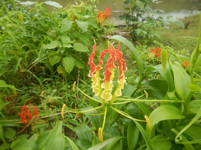 グロリオッサは人気のある花で生け花などに利用されている。<br />野生のグロリオッサの生息地をおとづれた。<br />雨季のインド洋に面した海岸の椰子の下に沢山に花を咲かしていた。<br />根には毒がある。<br />綺麗な　花である