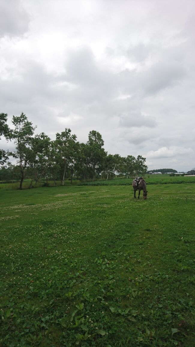 201907,また曇り空,箱根牧場の猫ちゃん,牛小屋のアイス