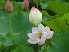 梅雨の合間に、大阪万博記念公園・日本庭園「はす池」で「ハス三昧の一日」を過ごす。（2019）