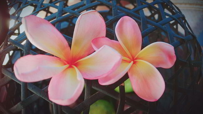 カユマニスでデイユース【最終日】