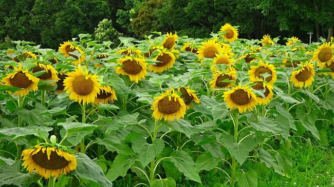 神戸市須磨区の神戸総合運動公園でヒマワリの花が咲いたと知り、ゴンママと二人で車に乗って鑑賞に行きました。<br /><br />山の斜面を利用したヒマワリ畑は、満開になっていましたが、見る位置が極一部の方角しか花が見えず、消化不良を起こしてしまいました。<br /><br />運動公園の写真が多いので、3冊になっていますが、続けて加東市の「ひまわりの丘」へ行くことにしました。<br /><br />写真は、神戸総合運動公園のヒマワリの丘の風景です。