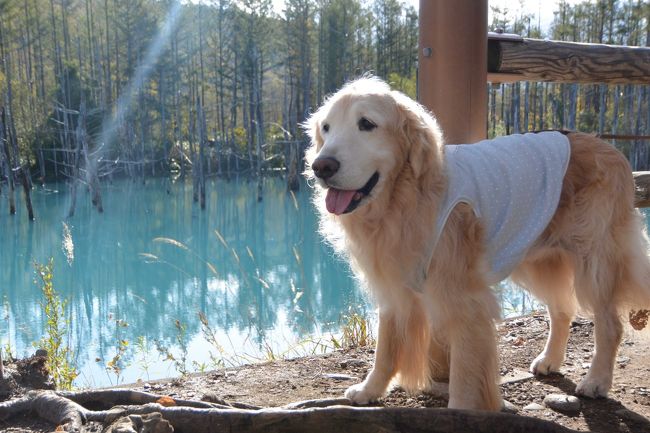 今まで愛犬と一緒に車で北海道へ行って見たいな～と思っていたのですが、フェリーで移動となると、わんこはフェリー内でケージの中ということで、それは絶対無理とあきらめていました。じゃあ車で青森までひたすら走って、津軽海峡フェリーに乗って海を渡り、函館からまたひたすら自走・・というルートもありますが、かなり距離もありとてもハードなのであきらめていました。<br />しかし、大洗⇔苫小牧航路の商船三井フェリー新造船に伴って、何と！大型犬も一緒に同じ部屋にいられるウィズペットルームができたとのことで、愛犬のゴールデンレトリバーと一緒に北海道の富良野・美瑛を満喫してきました。<br />せっかく北海道に行くので、8泊9日の長期で行くことにしました。<br /><br />7日目は、美瑛白金にある青い池に行き、白ひげの滝へ。その後、白金ビルケの森インフォメーションセンターで教えていただいた、望岳台へ。どこもとってもきれいでした。愛犬との良い写真がたくさん撮れました。昼食は美瑛選果でいただき、買い物等をして宿へ戻りました。<br /><br />1日目：自宅から車で大洗港へ。大洗19:45発の苫小牧行きのさんふらわあ ふらので移動します。（フェリー内宿泊）<br />2日目：苫小牧西港から富良野へ（B.J.Club 富良野宿泊〔大型犬OK〕）<br />3日目：美瑛　ぜるぶの丘、ケンメリの木、美瑛神社です。（B.J.Club 富良野宿泊〔大型犬OK〕）<br />4日目：ファーム富田、中富良野、とみたメロンハウスへ。（B.J.Club 富良野宿泊〔大型犬OK〕）<br />5日目：富良野チーズ工房、ふらのワインハウス、六花亭、富良野駅へ。（B.J.Club 富良野宿泊〔大型犬OK〕）<br />6日目：またファーム富田、四季彩の丘、木巡りです。（B.J.Club 富良野宿泊〔大型犬OK〕）<br />7日目：青い池、白ひげの滝、望岳台へ。（B.J.Club 富良野宿泊〔大型犬OK〕）<br />8日目：富良野から、苫小牧西港へ。18:45発の大洗行きのさんふらわあふらので帰ります（フェリー内宿泊）<br />9日目：最終日は、大洗港に到着後、高速道路で自宅へ帰りました。