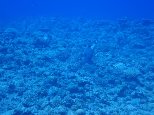 慶良間諸島のダイビングツアーに参加しました。<br />今日は波が荒くてほかのツアーもすべてナガンヌ北のポイントになっていました。<br />ちょっと風が強いかなと思っていましたが、出港すると結構波が荒くボートは大揺れでした。<br />ポイントに到着してから2本潜りました。<br />さすがにきれいな海で十分に楽しめました。<br /><br />ダイビング1本目<br />https://youtu.be/Jg2XLzfo4fA<br /><br />ダイビング2本目<br />https://youtu.be/mjiMTzMzwzE