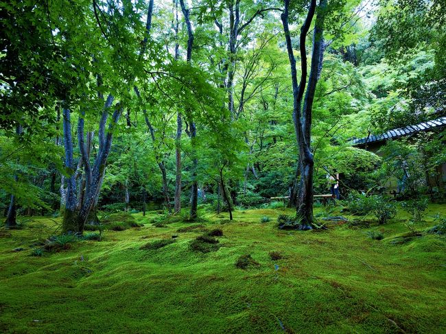 3連休はあまりお天気が良くなかったので、雨だからこそきれいな場所に行こう！と思い立ち、苔と青もみじ狩りをすることにしました。<br /><br />苔が美しいところといえば、苔寺とも呼ばれる京都の西芳寺が有名です。<br />ただ往復はがきでの事前予約があることを直前まで知らず…。<br />今回は、奥嵯峨野の苔寺とも呼ばれる祇王寺を起点に、緑が美しいお寺を巡ってきました。<br /><br />===スケジュール===<br />08:30 JR嵯峨嵐山駅<br />09:00 祇王寺<br />10:00 滝口寺<br />10:45 二尊院<br />11:30 常寂光寺<br />12:30 「嵯峨野湯」でランチ<br />13:30 キモノ・フォレスト<br />14:00 「茶房さくら」で和スイーツ<br />15:00 「%Arabica Kyoto Arashiyama」でカフェオレ<br />15:30 阪急嵐山駅<br />=============