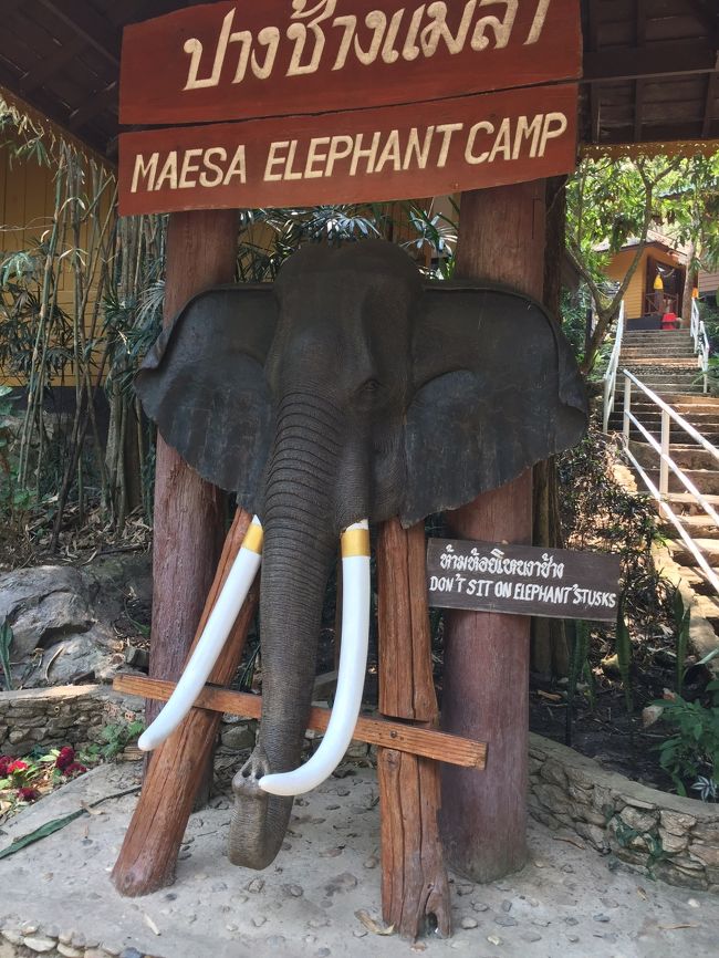 <br /> 5月1日(水曜日).......<br /><br /> 『メーサエレファントキャンプ : MAESA ELEPHANT CAMP』に行って来ました。 <br /><br /> 8時30分にホテルを出て、ホテル前でソンテウをチャターして、9時11分に到着。<br /><br />象乗り体験を15分してから、9時40分に始まるエレファントショーを見るために、一番前の席を確保しました。<br /><br /> エレファントショーは、8:00 ・9:40・13:30  の3回です。<br /><br /> 9:40分からのショーの開始は10時でした。席が埋まらないと始まらない様で、象乗り体験をしてから慌てて行きましたが.......<br />タイ時間でした。(=^x^=) <br /><br /> 