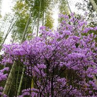 宮崎・鹿児島に春を訪ねて　３日目　キズ湯で傷を癒せたか？