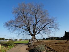 宮崎・鹿児島に春を訪ねて　１日目　桜と菜の花の共演はあるか？