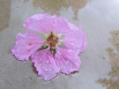 香港★&#33603;灣日記　朝のおさんぽ