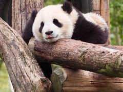 2019年子連れ中国の旅（２）～無座にもめげず、パンダに会いに青城山