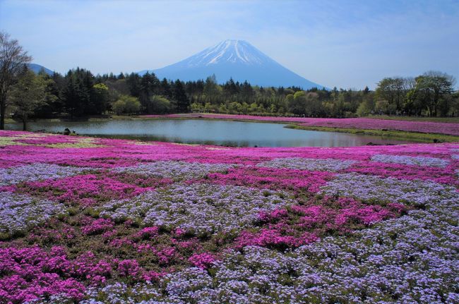 2019年５月　GW後半戦、満開の富士芝桜まつりへ　朝駆けするためくれたけインプレミアム富士宮駅前に前泊して行ってきました