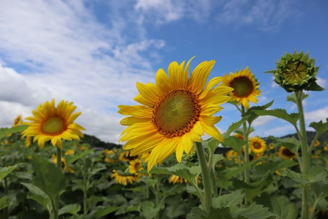 3年に一度開催される瀬戸内国際芸術祭。<br />友人に誘われてよく分からないまま見に行った前回、以外にも芸術の面白さと奥深さにはまってしまい、今回はぜひ事前に作品鑑賞パスポートを購入し、予定を立てて見て回ろうと決めていました。<br />今年、第4回目の開催となる芸術祭が開幕しました。<br /><br />ふれあう春:4月26日~5月26日<br />あつまる夏:7月19日~8月25日<br />ひろがる秋:9月28日~11月4日<br /><br />巡っている島々については何度か旅行記にしていますが、瀬戸芸と同時期に「県内連携事業」として、地域の魅力を深めるためアートイベントやオススメの観光スポットが選定され、香川県が芸術祭に関連した特別企画を行なっています。<br /><br />今回、高松港周辺・屋島・牟礼町の島々以外の瀬戸芸の作品と、三木町・まんのう町のイベントなど、春から夏にかけて回ってきたものをまとめてみました。<br /><br />