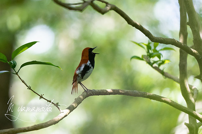 海外探鳥ばかりやっていて、国内の鳥はまだまだヒヨッコ状態。<br />知り合いのタイ人が4月中旬に日本にやって来るんだけど探鳥地どこが良いかな？それなら奄美大島では？<br />誰か案内できるということで、これまた別の知り合いが手を上げました。それで、ついでに誰か行きませんかというお誘いがあって手をあげました。しかし、タイ人が来ないことになってしまった。更にその案内する知り合いは、ペアでくるというので私は完全にお邪魔状態になってしまった。けど、エアーと宿は予約済。まあ、仕方ないですね。<br />私は、2019/4/16のバニラで成田から13：00→15：45。<br />宿は奄美ホテルウェストコーストⅱ<br />その知り合いは4/17に関空から12時くらいに到着。待ち合わせは奄美自然観察の森で。<br />その日は、時間も遅く、あいにくの天気で、奄美自然観察の森は鳥の出が悪いということで、ホテルにチェックイン後、奄美フォレストポリス近くでアマミヤマジギとオオトラツグミ狙い。<br />翌日は朝、フォレストポリス近くでオオトラツグミ他を狙い、奄美自然観察の森へ。しかし、奄美自然観察の森も10時を過ぎると出が悪くなってしまうことが判明したので、午後からは、やはり島の南の方に行くも不発。<br />4/19の最終日は、早朝から奄美自然観察の森へ、最終日まで課題として残った、アマミオオアカゲラをゲット。ルリカケスも少しはましな写真が撮影できた。<br />ということで、私は、他のメンバーより少し早い便で成田便に<br />12：30→14：30　で自宅には午後5時前には帰宅できた。<br /><br />