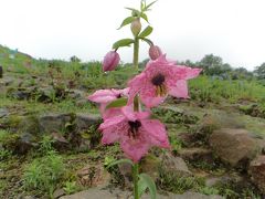 長野に着いて2日目、今日は前から興味のあった五竜高山植物園に♪