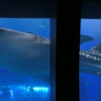 ２０１９年６月JAL「どこかにマイル」で梅雨明けの沖縄へ　３．沖縄本島北部へレンタカードライブ