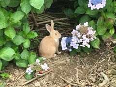 【広島】おっさん女子2人がうさぎ島へもふもふ充しに行ってきた【大久野島篇】