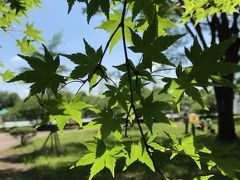 最後の花　　ＩＮ　　わかくさ公園