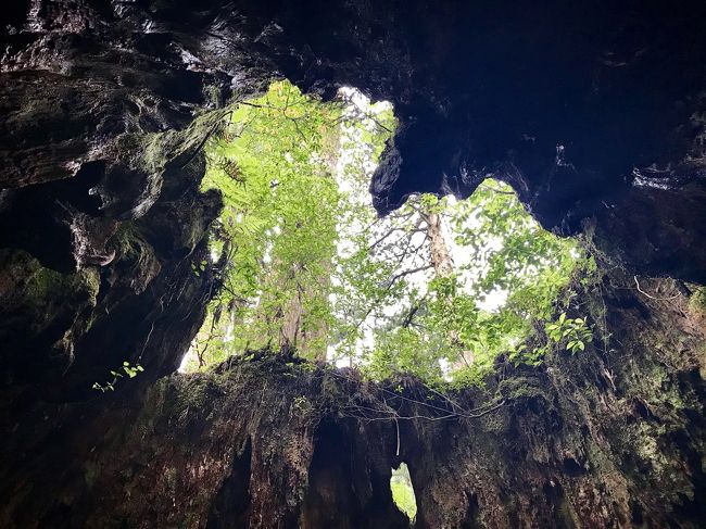 2019年7月 世界自然遺産屋久島への旅 2日目縄文杉トレッキング