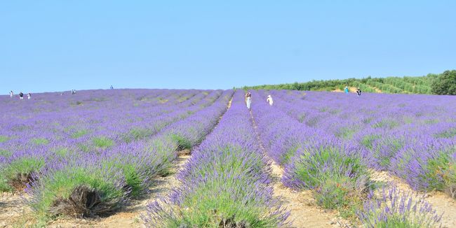 NHKで放送された「世界で一番美しい瞬間（とき）」シリーズで 「香りの女王に包まれるとき フランス・プロヴァンス」という番組があった<br /><br />この番組で紹介された紫の海のようなラベンダー畑の美しさに感動、是非一度この目で見たく2016年7月にヴァランソル高原を訪れました<br /><br />しかしやや期待外れだったので懲りもせず今回再訪した次第<br /><br />今回も VELTRA で下記の現地ツアーを予約、利用しました・・・・南仏プロヴァンスのラベンダーを見に行こう！秘境ヴェルドン渓谷もご案内！＜6月～8月／エクス・アン・プロヴァンス発＞<br /><br />果たして満足いく結果が得られたでしょうか？