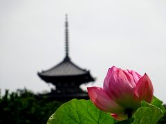 横浜ハスめぐり　馬場花木園、三溪園