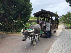 沖縄本島6日間5.最終日 (ホテルパームロイヤルNAHA、カフーリゾートフチャク•コンドホテル)