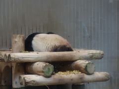 昼寝は連鎖するのでしょうか？不忍池に蓮を見に上野公園に行ってきました。