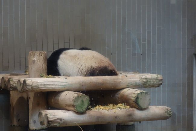 昼寝は連鎖するのでしょうか？不忍池に蓮を見に上野公園に行ってきました。