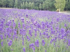 北海道の花旅　富良野へ 【2泊3日1日目】　