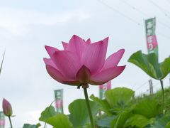 「あかぼり蓮園」のハス_2019_咲いてはいますが、まだ花少ない（群馬県・伊勢崎市）