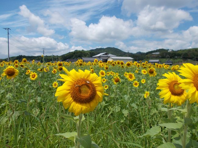 アンパンマン列車スタンプラリーに参加しながら まんのう町のひまわりを見て 徳島四大麺を食べる 祖谷渓 かずら橋 大歩危 徳島県 の旅行記 ブログ By またたびさん フォートラベル