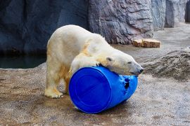 2019年SFC修行！　初夏のファーム富田と旭山動物園１泊２日（２日目：旭山動物園）