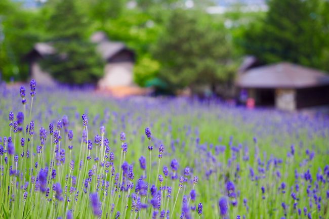 今回のSFC修行は、旅行のついでに修行といった感じ。<br /><br />梅雨のない北海道で大自然を感じよう！と、富良野に行ってきました。<br />富良野には、10月にも来たことはありますが、その時は冬近しといった風景だったので、今回は青々とした緑の風景を堪能しようという計画。<br /><br />初日は、以前から来てみたかったファーム富田を中心に、中富良野周辺をのんびりサイクリング。<br /><br />花の時期としては、ちょっと早かったけど、雄大な景色を堪能でき、かなりリフレッシュできました。<br /><br />6/21（金）<br />NH4781便（HD81便）：HND 06:45発 ー AKJ 08:20着<br />6/22（土）<br />NH4788便（HD88便）：AKJ 19:30発 ー HND 21:15着