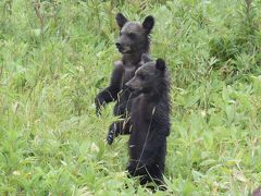 知床(ヒグマウォッチング)