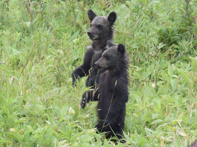 知床でヒグマウォッチング。