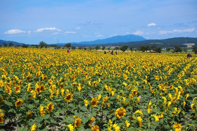 大きなひまわり畑へ！　やっぱり食べてばかりのショートトリップ　in 北竜町ひまわりの里