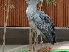 花鳥園でたくさんの鳥たちや綺麗な花に癒やされました！