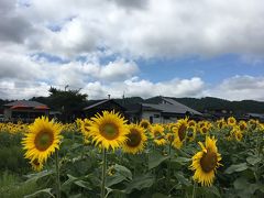 京の週末　京北でひまわりリベンジ(*'ω'*)