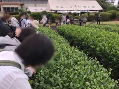 埼玉・狭山茶摘み体験フェスタ2019～茶摘みやブレンド茶体験のイベント～