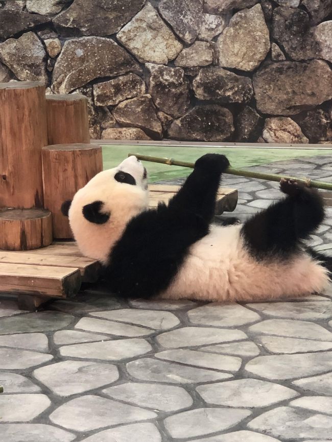 本格的な夏の到来を前にして、コスパの良いうちに南紀白浜に行ってきました。マリオット白浜は以前「ラフォーレ白浜」として憧れの的でしたが、手が出ないまま指を咥えていました。でも数年前マリオットに「リブランド」して、何とか手が届くホテルになりました。<br /><br /> 相方とは「5年ぶり」となる白浜ですが、「アドベンチャーワールド」は相方が初ということで、「パンダ」を見に出かけました。3連休明けの火曜日ということで「空いていて」、ゆっくり観察でき、写真もいっぱい撮れました。また、「ペンギンパレード」や「イルカショー」といった「定番」のショーや「サファリ」を車で回っていく懐かしいアトラクションにも乗りましたよ。<br /><br /> また、食事は朝ごはんだけにしたので、ランチを1回、ディナーを2回、「白浜銀座」の商店街でいただき、非日常体験ができましたよ。なかなか温泉街の「銀座通り」も面白いです。<br /><br /> 海辺の通りから一本奥に入ると「商店街」があり、そのお店をうろうろするだけでなかなかスリリングで、「夕食付」のプランでは夜はホテルから出ないので、この「夕食」を地元の店を探して食べるというパターンはなかなか刺激的です。<br /><br /> 関西から2時間で行ける紀伊白浜は温泉と海がある手軽なリゾートで、また行きたい。<br /><br />