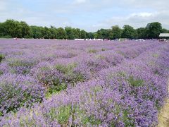 ロンドン郊外　夏のラベンダー畑へ