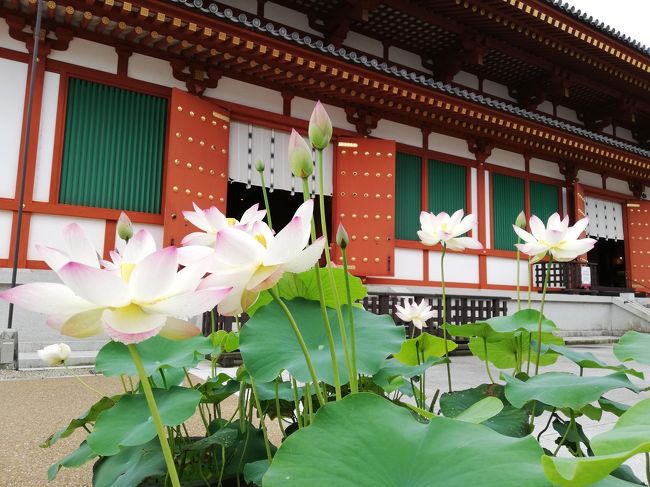 このところ、月一で関西へ赴いていますが、7月は薬師寺・唐招提寺へ行って来ました。<br />目的は蓮の花<br />ホントはロータスロードを回りたかったけれど、体力不足もあり２ヶ所だけの訪問となりました。<br />また行こう！