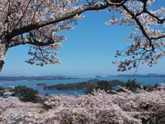 桜と松島湾と青空と・・コラボ絶景！ ☆西行戻しの松公園☆