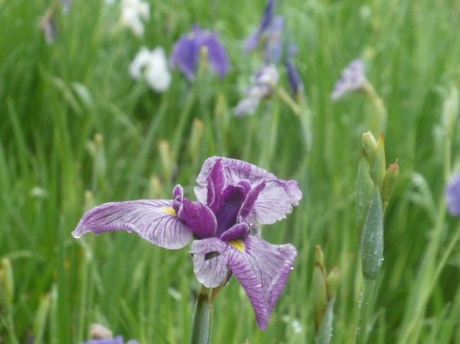 埼玉・大宮公園の花菖蒲とあじさい2019