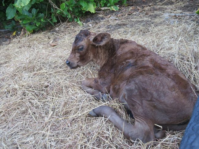 宮里集落の牧場 赤ちゃんが生まれた♪舐めんなよ！！黒毛和牛♪鼻輪がかわいい♪2019年７月八重山・黒島８泊９日２２