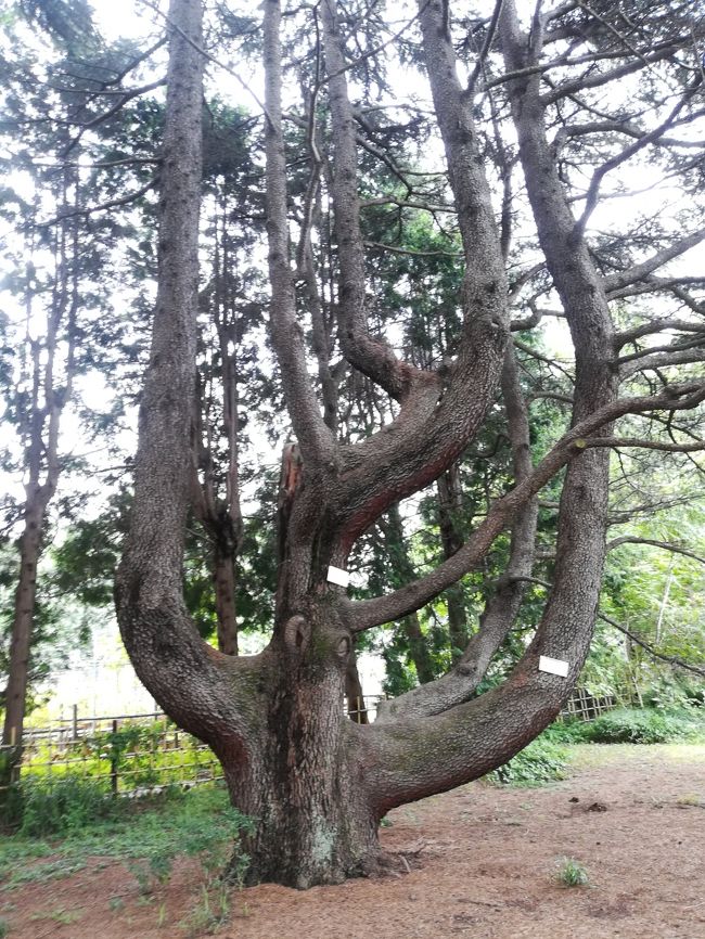 桜の名所で知られる小石川植物園。<br />園芸要素の強い、花メインの植物園を想像していたが<br />実際に行ってみると森だった件。<br /><br />湿気にも負けず、蚊にも負けず。<br />樹名板を探す旅 小石川植物園。<br />正式名称は、東京大学大学院理学系研究科附属植物園。