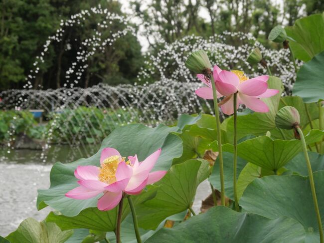 ふと見た日テレの旅番組「ぶらり途中下車の旅」で「郷土の森公園修景池」の花蓮が見頃を迎えていると聞き行ってみた。また、府中駅近くの寿中央公園ひょうたん池にも立ち寄ってみた。<br />郷土の森公園修景池は梅やあじさいで有名な郷土の森博物館の隣にあって「大賀蓮」、「妙連」の古代蓮や珍しい蓮など約30種の花蓮が植えられている。また、寿中央公園ひょうたん池にも大賀蓮と舞姫蓮の二種のみが植えられている。<br /><br />※【見 ご ろ】 7月~8月<br /> 特に午前中が花蓮の見ごろ午後は閉じてしまう。<br /><br />※アクセス(電車)<br />【郷土の森公園】京王線・南武線分倍河原駅から郷土の森総合体育館行きバス終点下車。<br />【寿中央公園】京王線府中駅から徒歩10分。<br />