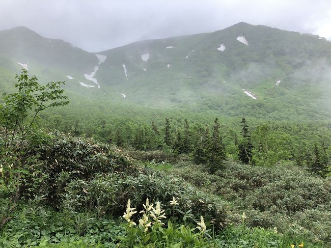 今日は栂池自然園。<br />ハードな登山は無理でも、ロープーウェイで登りハイキングで絶系を楽しむという、山好き軽度歩き熟年のために大企業が練ったプランのおかげで、毎日すばらしいハイキングができています。<br />ゴンドラとロープーウェイで上に上がれば今日はあいにくの霧雨、これからさらにすこしづつ雨が強くなる予定。<br />水芭蕉は終わり、しかし様々な草花が美しい道を行って風穴からワタスゲ湿原。<br />銀名水で水を飲んでモウセン池、展望湿原に来た頃にはしとしとと雨となり、山は霧で隠れて何も見えず、それでもここで昼食。<br />天気が良かったら、すばらしい景色なんだろうなぁ・・・<br /><br />展望台からヤセ屋根の急こう配階段を経て浮島湿原へ。<br />霧の中の幻想的な風景はこれはこれで素敵なのですが、雨なので帰る気持ちの方が強くなり、下駅に着いて13:45。<br />ぬるい足湯に浸かって疲れが取れ、ありがたいです。,<br /><br /><br />